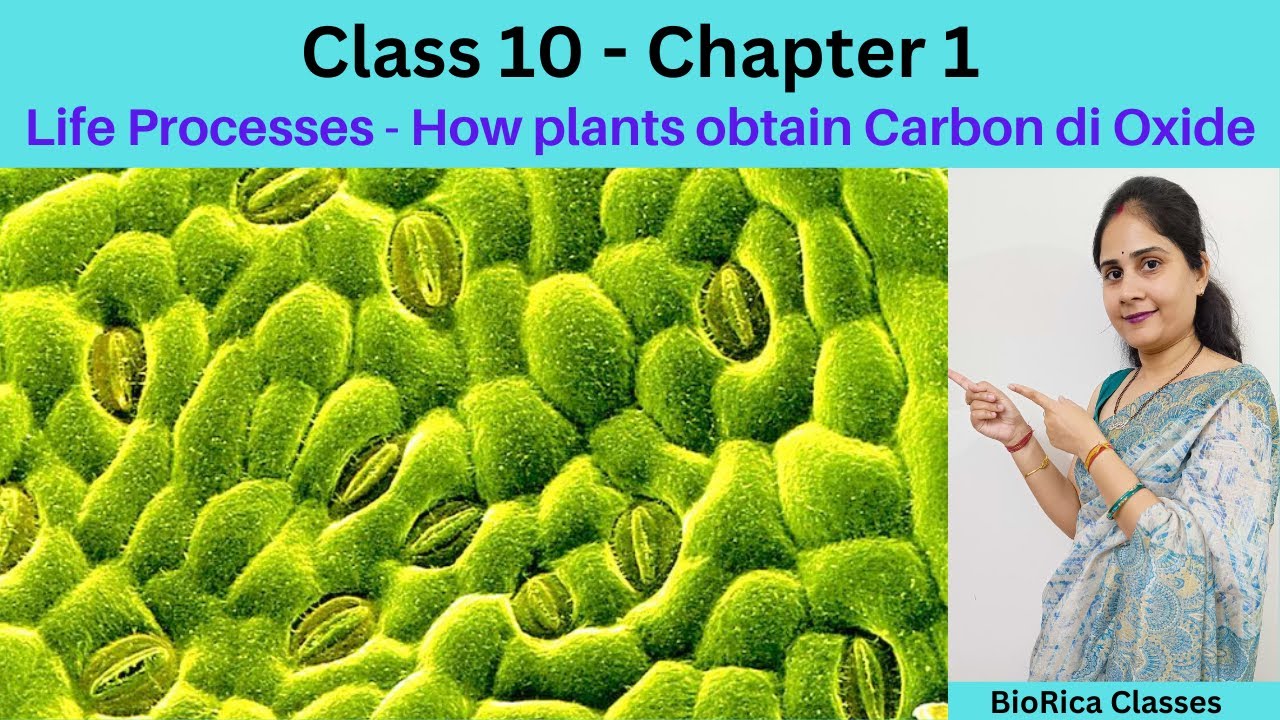 Class 10 Chapter 1 Life Processes (Part 3) How plants obtain