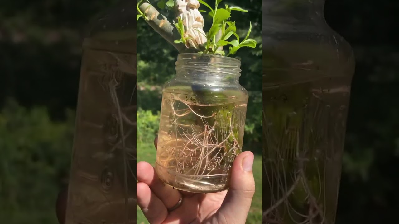 Wizard Pots One of His Hybrid-Willow Ents 