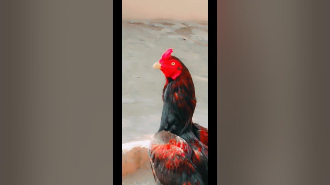 original Aseel - YouTube
