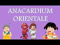 Anacardium orientalehomoeopathic medicineallen keynotes explained drdeeksha