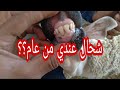 كيف تعرف عمر الكبش من أسنانه