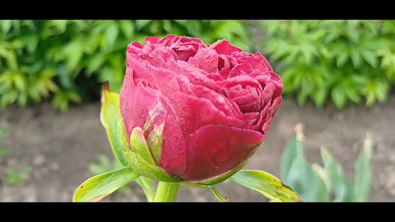 Півонія #Carol. Початок квітування.