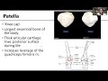 MSK5 BonesLowerLimb MSK5 BonesLowerLimb