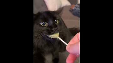 When my cat ate catnip for the first time #cat #funnycat #cats #funnyvideos #fyp