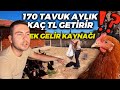 170 TAVUK AYLIK KAÇ PARA KAZANDIR ? | EK İŞ İLE PARA KAZAN