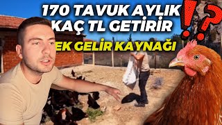 170 TAVUK AYLIK KAÇ PARA KAZANDIR ? | EK İŞ İLE PARA KAZAN