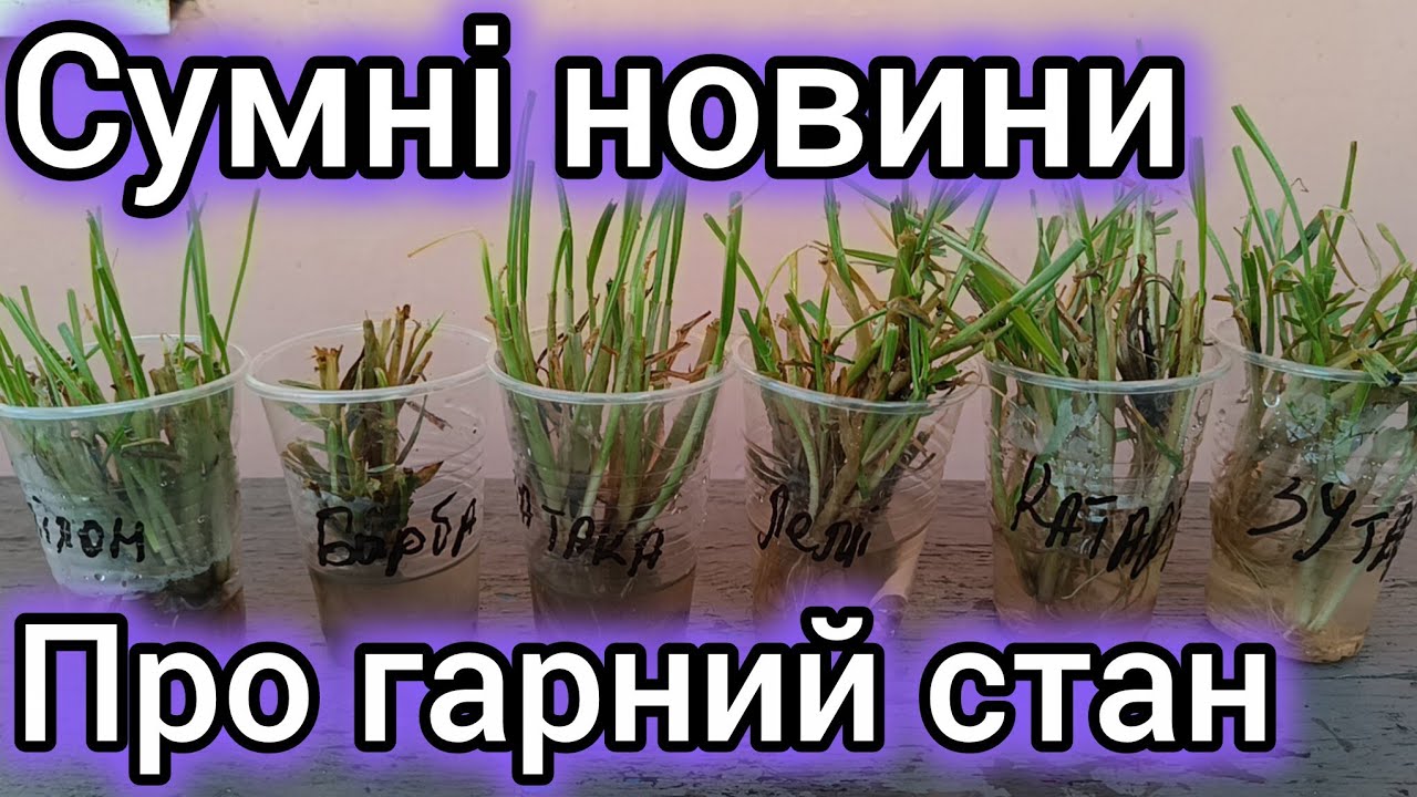 1.03.26. Це кінець, перевірці. Гарні та сумні новини по перезимівлі пшениці від ''Viterra seed'.'