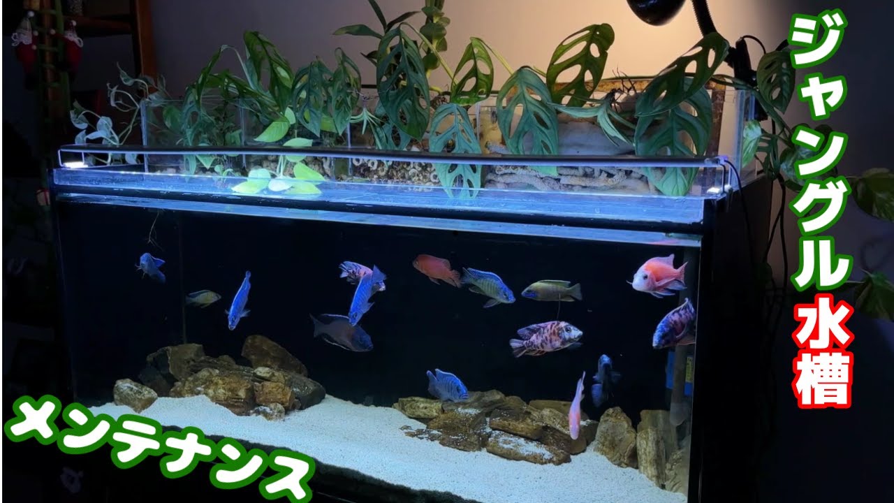 【アクアリウム】熱帯魚水槽のコケを無くしたいので濾過槽の水流の流れが変わるようにパイプを増やして改善してみた