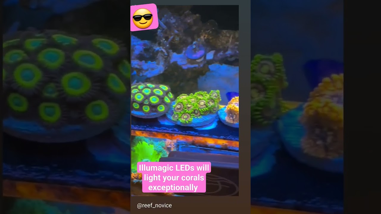 smooth lighting with the illumagic blaze X Mini