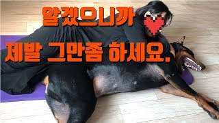 [Eng sub] The lady who used to hate dogs