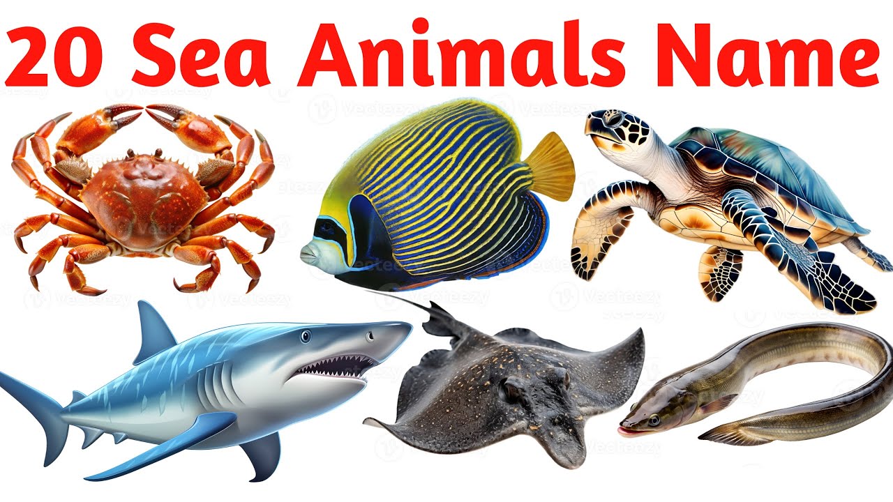20 Sea Animals for Kids | Learn Ocean Animal Names in English with ...