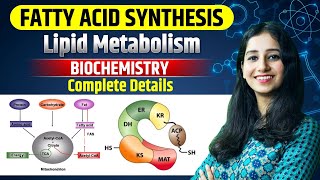 Fatty Acid Synthesis I Lipid Metabolism I Biochemistry I Detailed Explanation