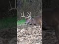 Toughest buck ever what do you think caused this injury shorts viral dreamseasonlive hunting