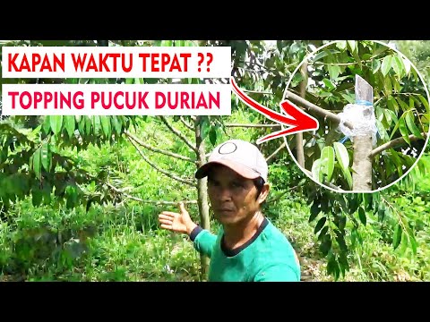 Video: Apa Itu Topping Pohon: Informasi Tentang Topping Pohon