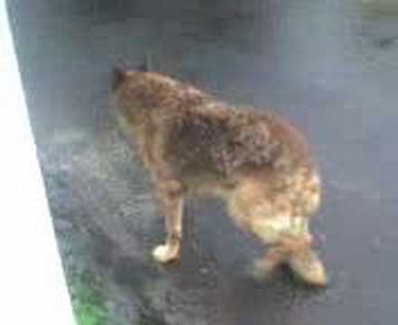 cesar cojiendo con su perro vol 2 - YouTube