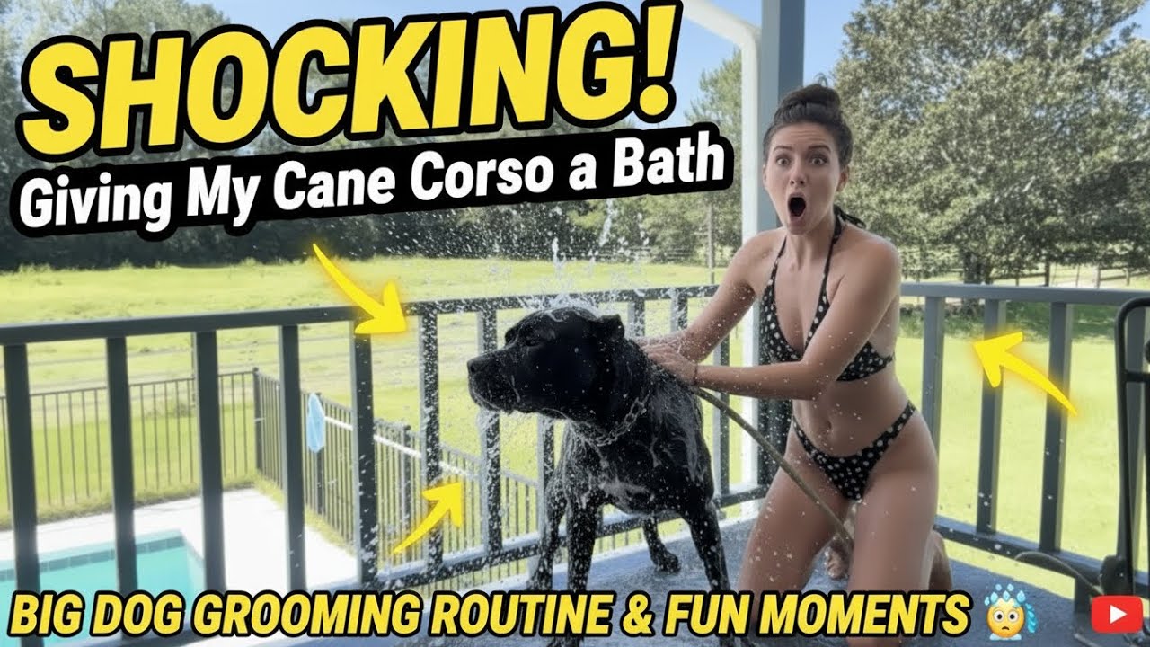 Купаю свою собаку породы Кане Корсо 🐶🛁 | Процедура ухода за взрослой собакой и забавные моменты