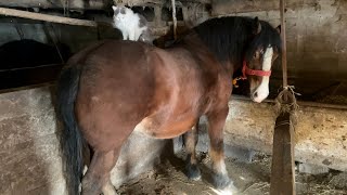 Коні Ваговози.Ранкова Робота По Господарсту.Наш Ранок✌️✌️✌️🐴🐴🐴