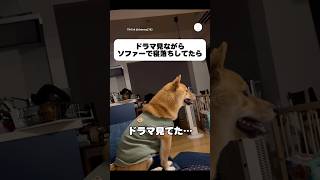 起きたら柴犬がドラマを見てた‼️  #柴犬 ##犬のいる暮らし #面白い #かわいい犬