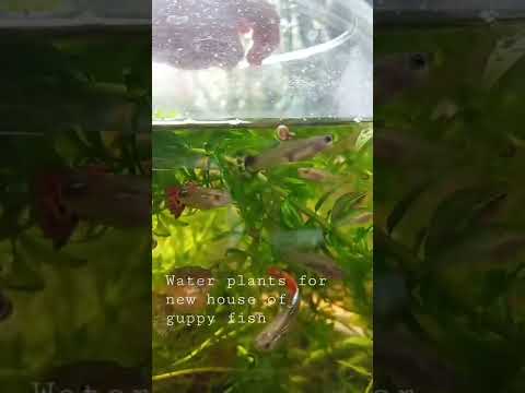 Video: Anong mga halaman at hayop ang nabubuhay sa freshwater biome?