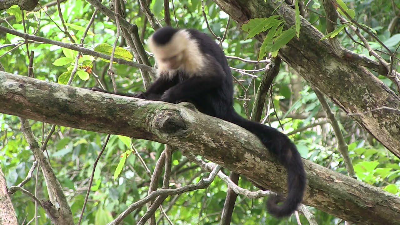Animals in Costa Rica - YouTube