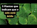 5 PLANTAS QUE INDICAM QUE O SOLO ESTÁ ÁCIDO