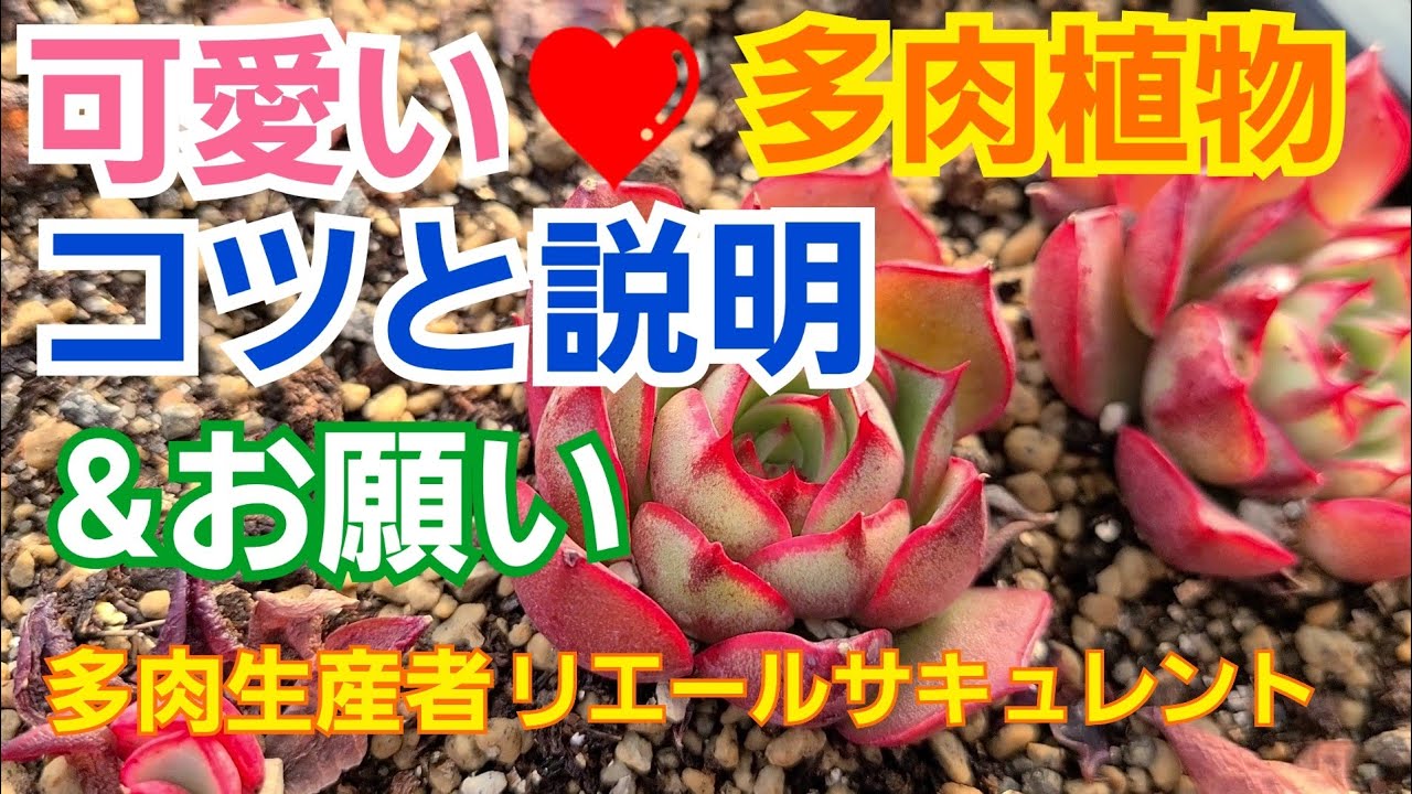多肉植物 ❤️シルエト❤️粉色提示❤️1頭9cm拔キ苗 (ジゼル 多肉植物 ❤️シルエト❤️粉色提示❤️1頭9cm拔キ苗 (ジゼル