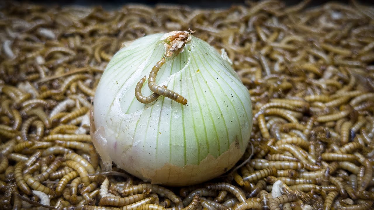 Will 10'000 mealworms eat this onion? l Mealworms VS Onion timelapse