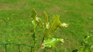 Quercus trojana dub trojský