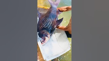 Cận cảnh cá hô khủng 13 mẫu 7 #shorts