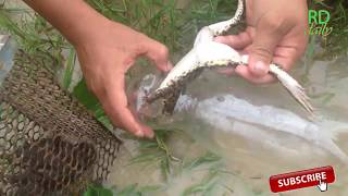 Easy Water Bottle Frog Trap - Amazing Boys Catch Frog With Water Bottle Eel Trap