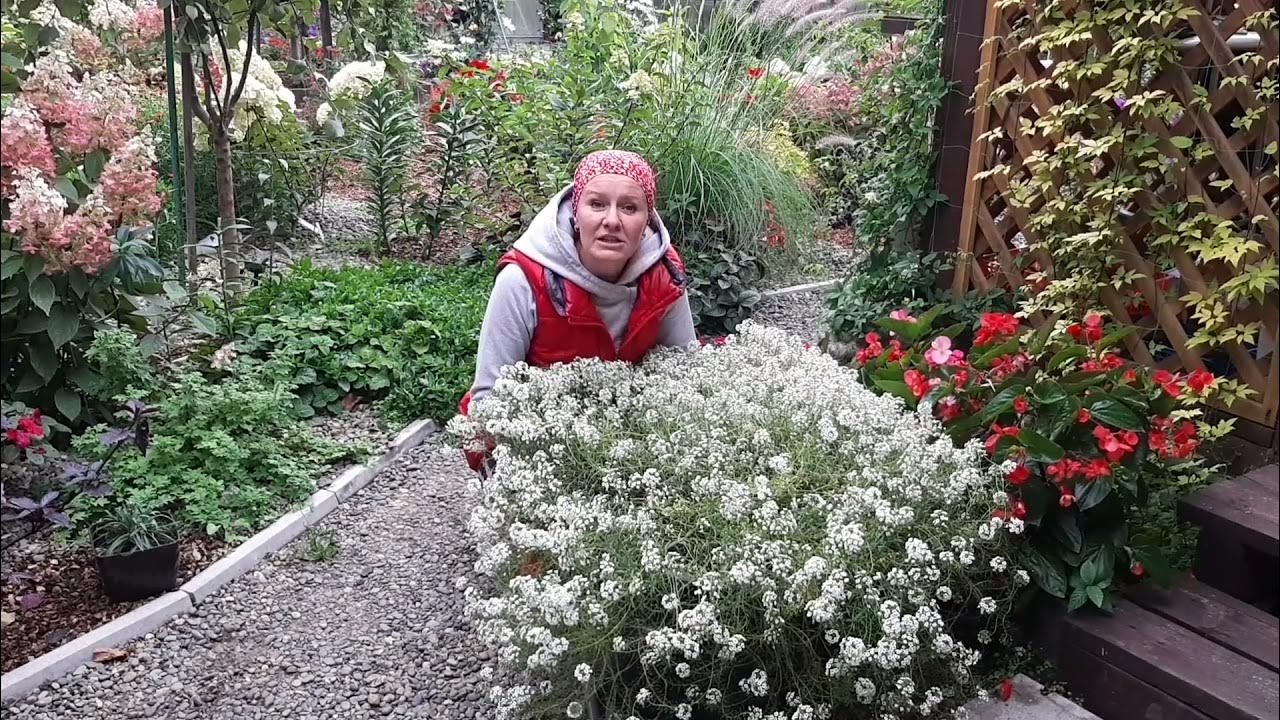 АЛИССУМ вегетативный, условия выращивания и отличие от семенного ...