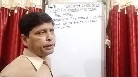 Class IV EVS 05 07 2021 by Mr Rupesh Chapter 4 Animals life Reproduction in animals