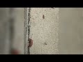 Pest Control in Cypress, Katy & Houston | Exterminator & Rodent Services | All N-1 Pest Control