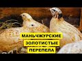 Разведение Маньчжурских золотистых перепелов как бизнес идея | Маньчжурские золотистые перепела