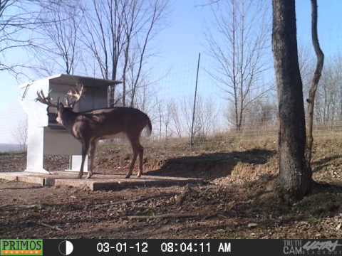 Big Boy Buck At The Gravity Deer Feeder Youtube
