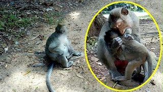 Funny Monkey,Older Monkey Is Lazy, Cute Monkey, Ss