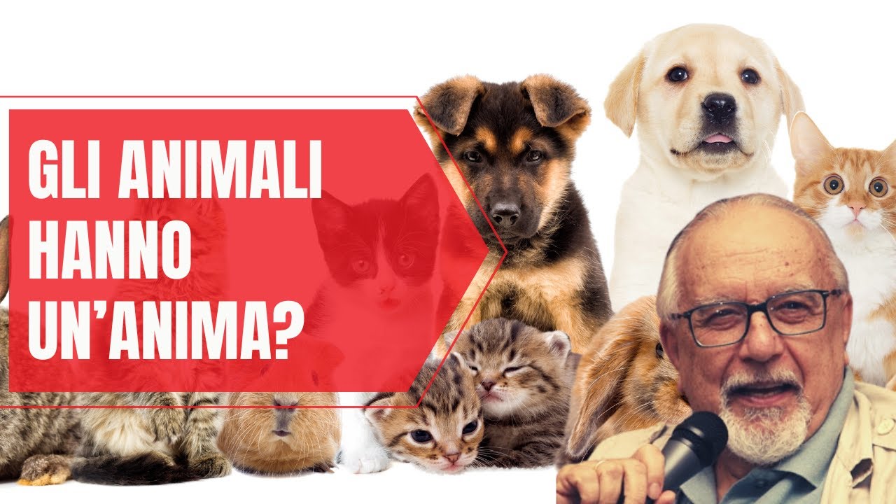Gli animali hanno un'anima? - YouTube