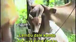 Dikir Pucuk Tere Pucuk Ubi