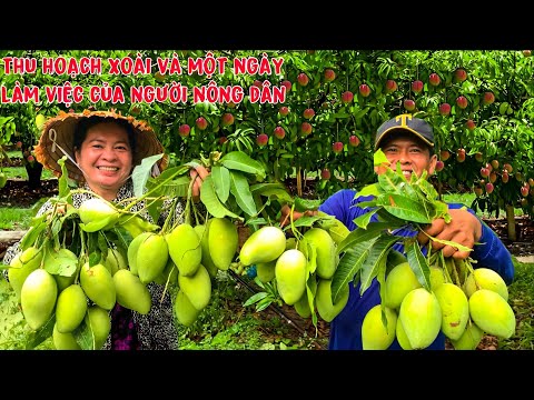 Video thu hoạch xoài đầu mùa vỡ trận và một ngày lao động... - youtube