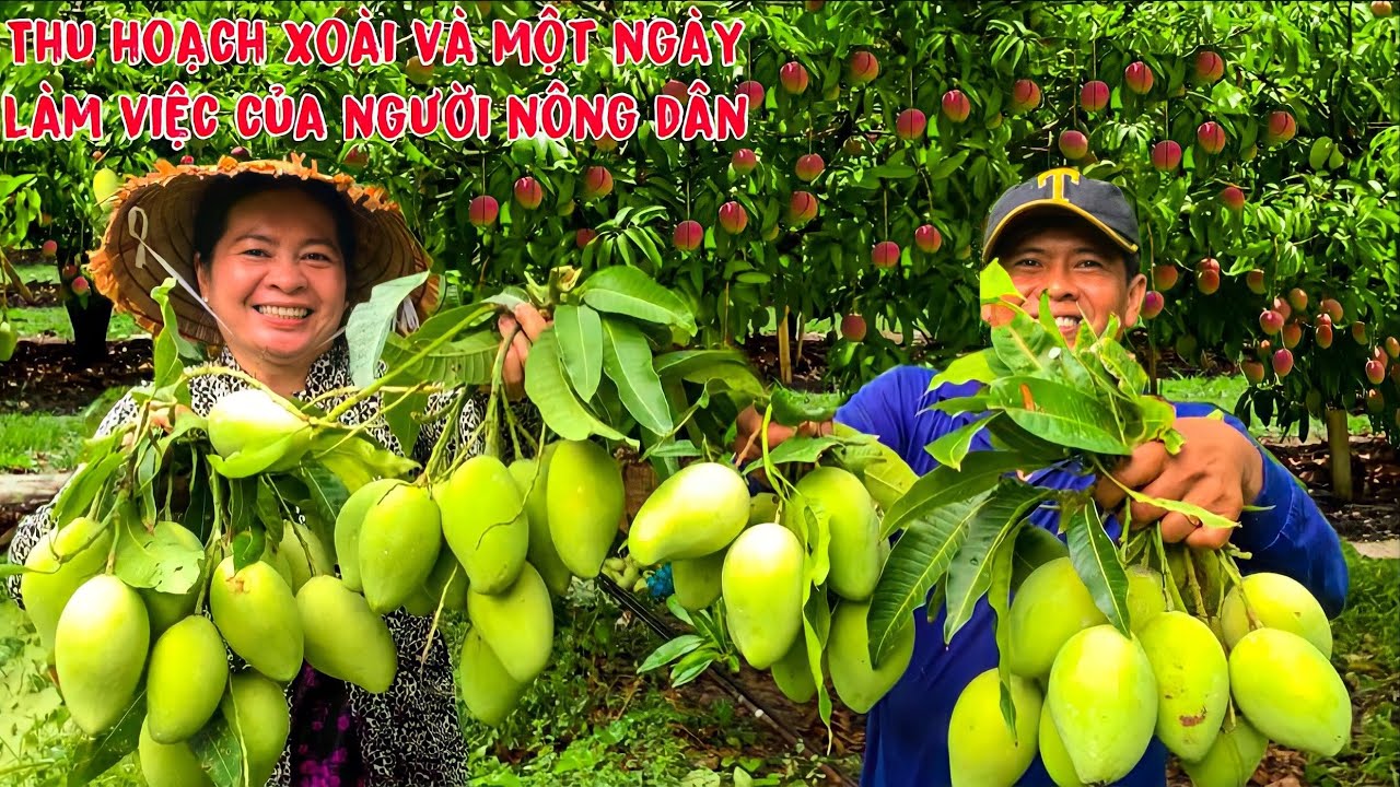 thu hoạch xoài đầu mùa vỡ trận và một ngày lao động của người nông dân miền tây | HCL 