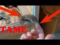 How To Tame Your Reptile | The Do's And Don'ts