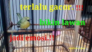 sirtu/cipow ini terlalu gacor bikin emosi lawan.!!