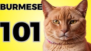 Burmese cat pros and cons | Everything you need to know