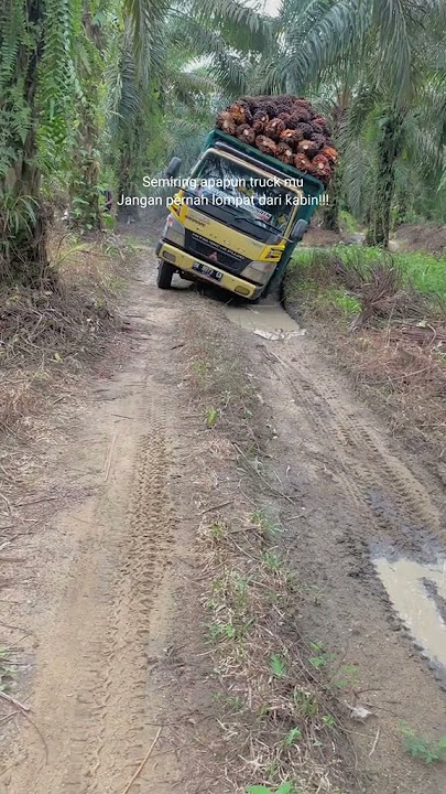 Truk Sawit Hampir Tumbang Keluar dari Lahan || Truk Muatan Sawit #sawit #truksawit