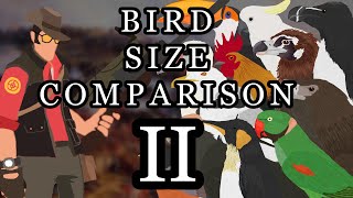 Bird size comparison 2