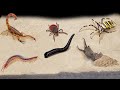 Top 10 feedings insects  best moments spider scorpion tick ants scolopendra mantiscockroach