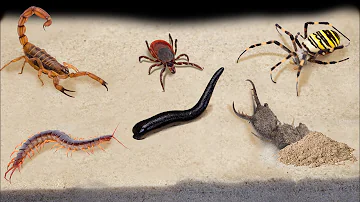 TOP 10 FEEDINGS INSECTS - BEST MOMENTS (SPIDER, SCORPION, TICK, ANTS, SCOLOPENDRA, MANTIS,COCKROACH)