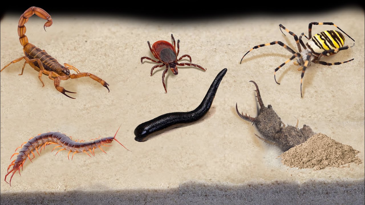 TOP 10 FEEDINGS INSECTS - BEST MOMENTS (SPIDER, SCORPION, TICK, ANTS,  SCOLOPENDRA, MANTIS,COCKROACH) - YouTube