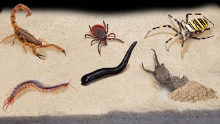 TOP 10 FEEDINGS INSECTS  BEST MOMENTS (SPIDER, SCORPION, TICK, ANTS, SCOLOPENDRA, MANTIS,COCKROACH)