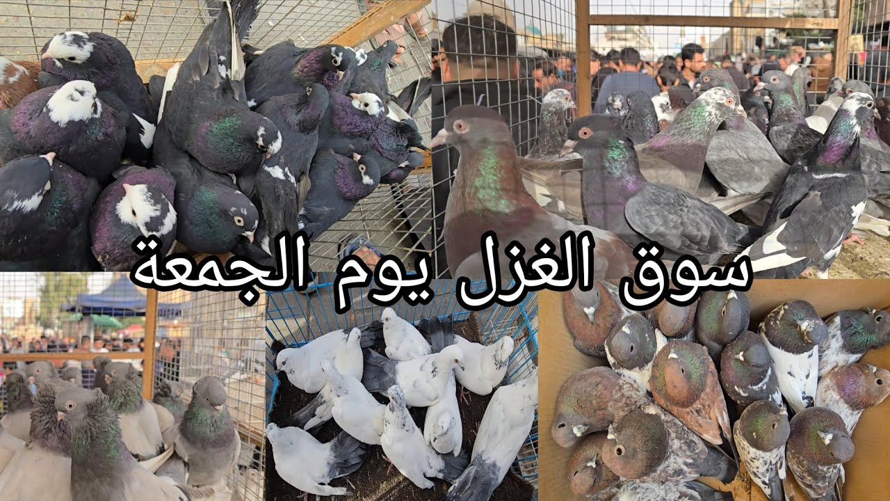 سوق الغزل يوم الجمعة الوكفة الخاصة بالحمام مطيار وحمام زينة انواع كثيرة 2026/2/27